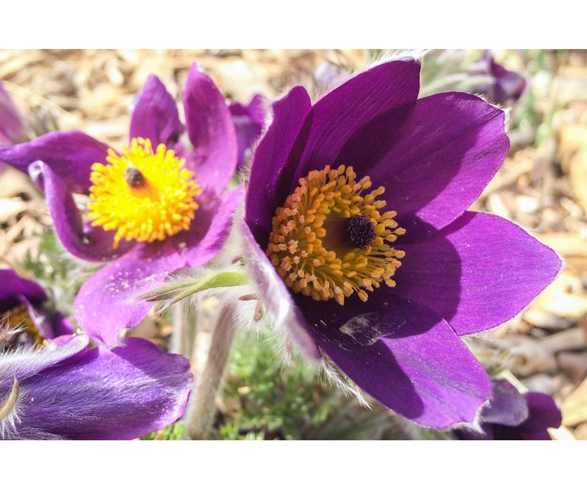 European Pasque Flower